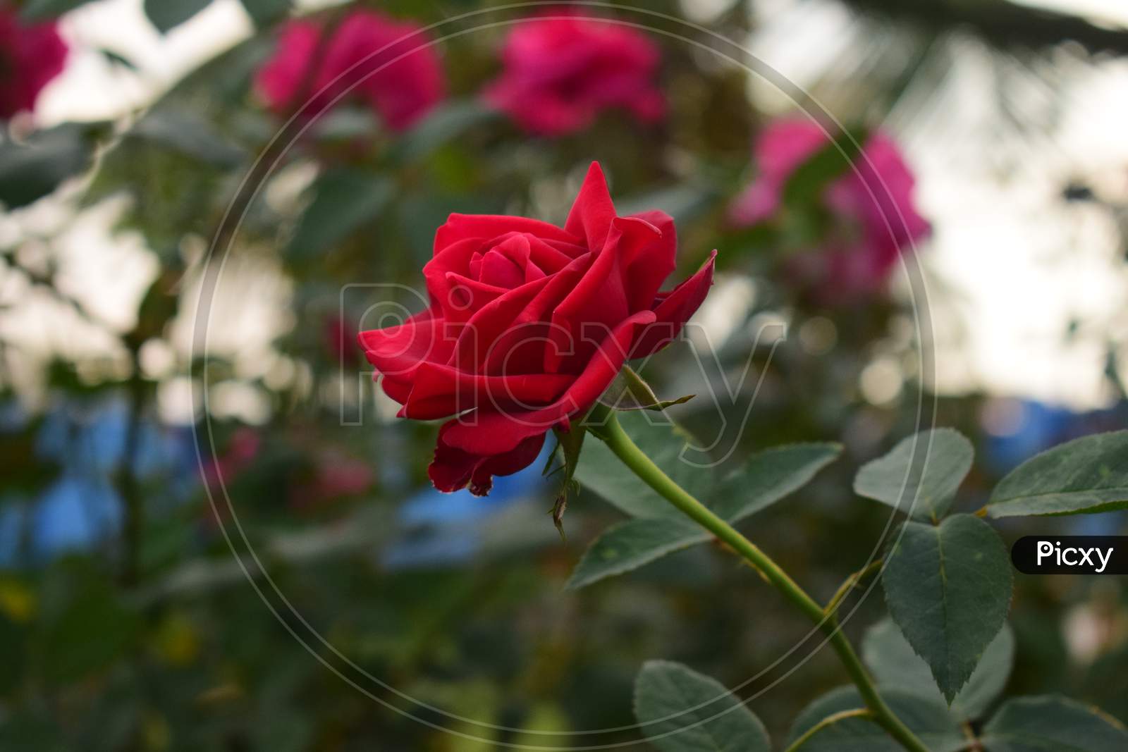 Closeup Of Red Rose In Blooming