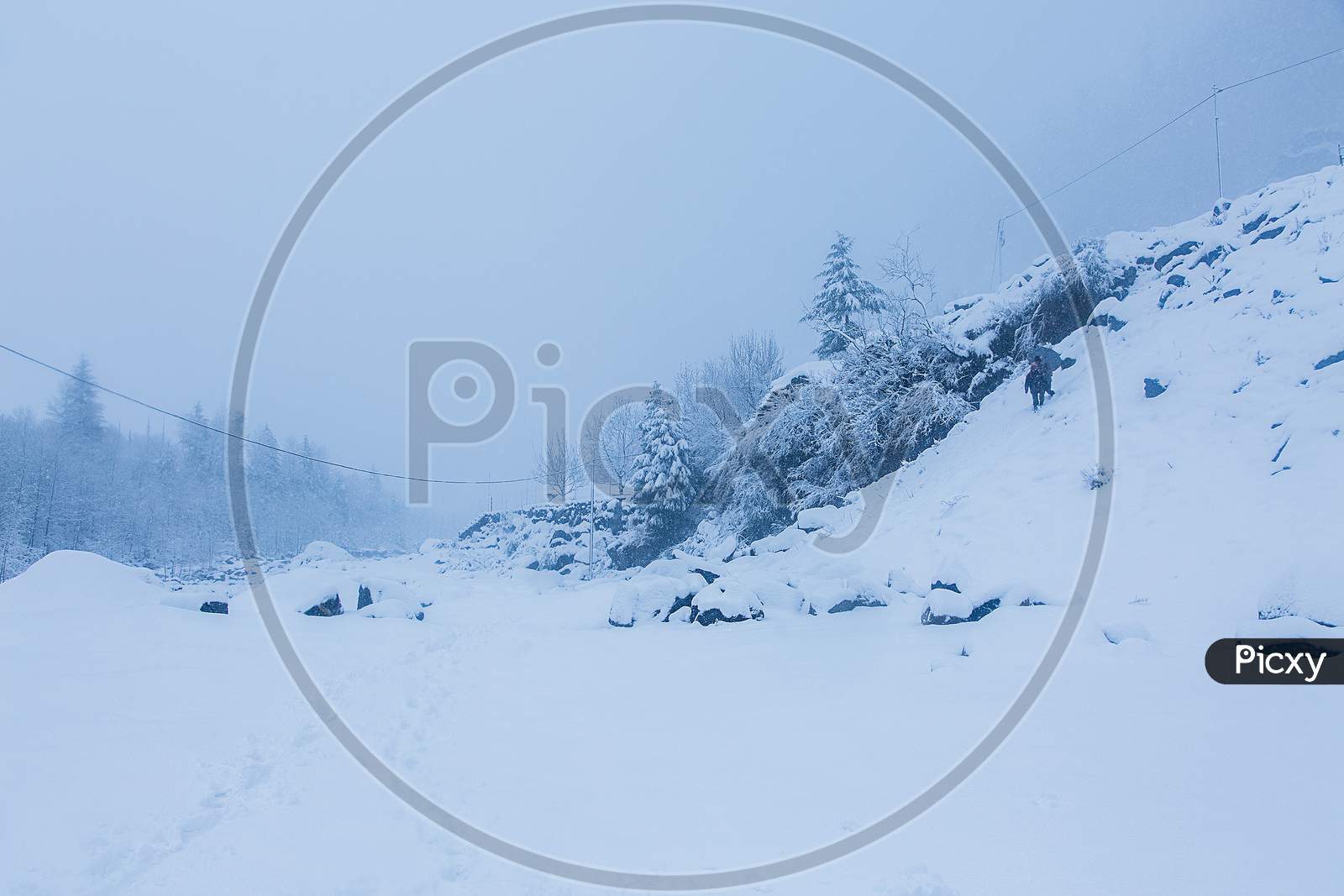 Beautiful Winter Landscape With Forest Ad Trees Covered With White Snow, Snowfall In Himalayan Mountains, Bad Weather - Image