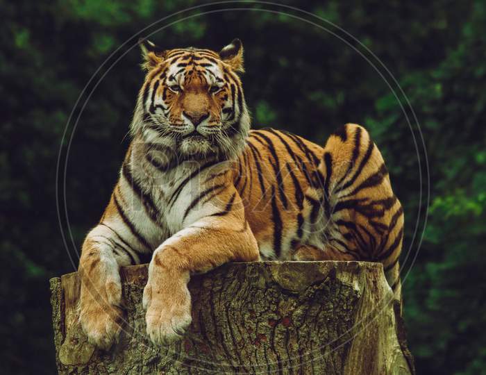 African tiger seated in the jungle with staring eyes