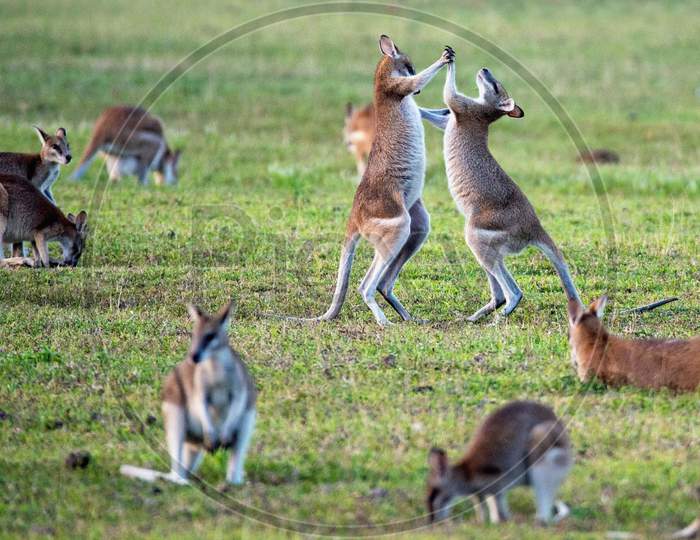 Young kangaroos playing on the grass during the rainy season