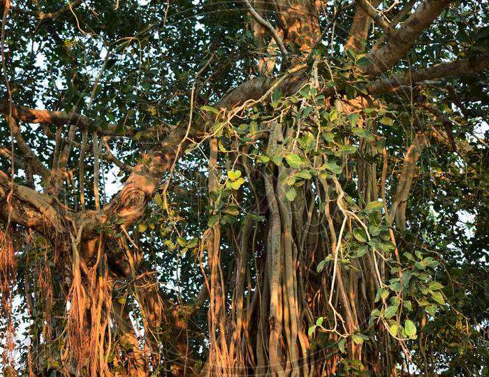 Closeup Of Large Banyan Tree