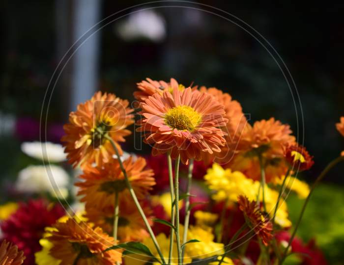 Closeup View Of Chrysanthemum Flower