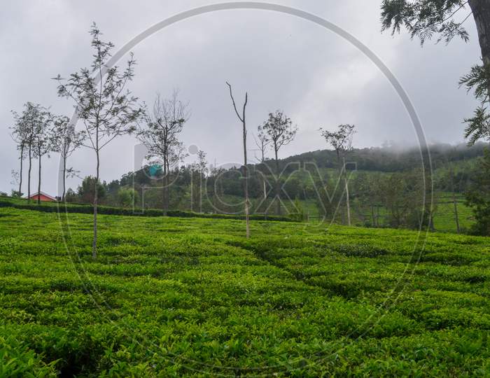 Landscape tea plants