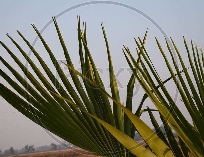 Closeup View Of A Palm Leaf