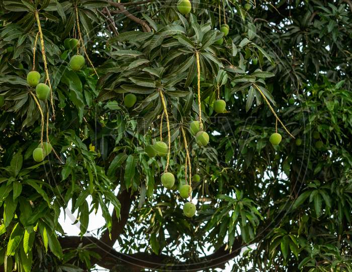 Fresh raw green mangoes hanging on a tree at an organic farm