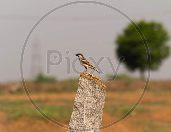 Bird Sitting on a stone