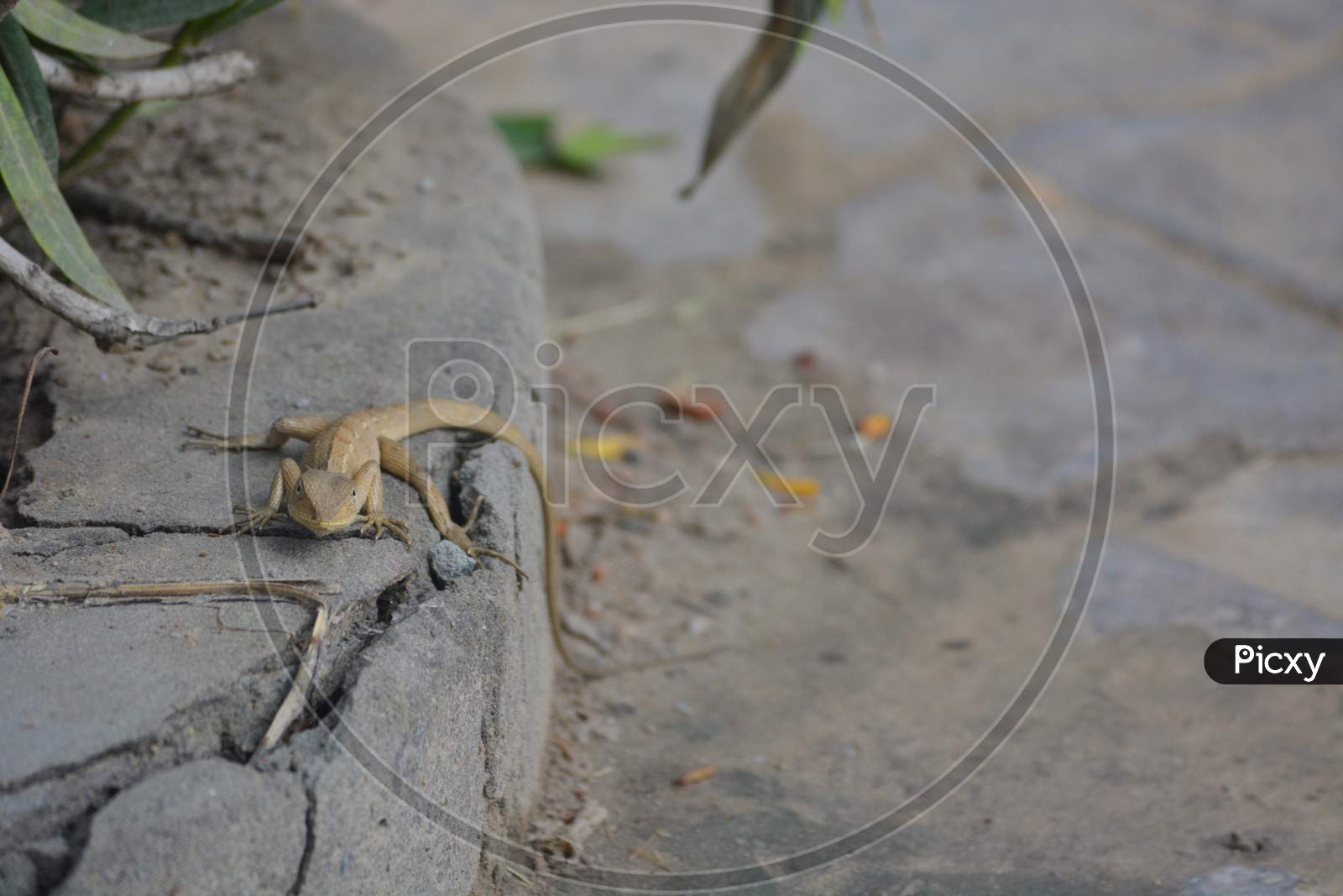 Small Indian Ground Lizard (Girgit) Facing The Camera. Colour Changing Indian Lizard With Copy Space.