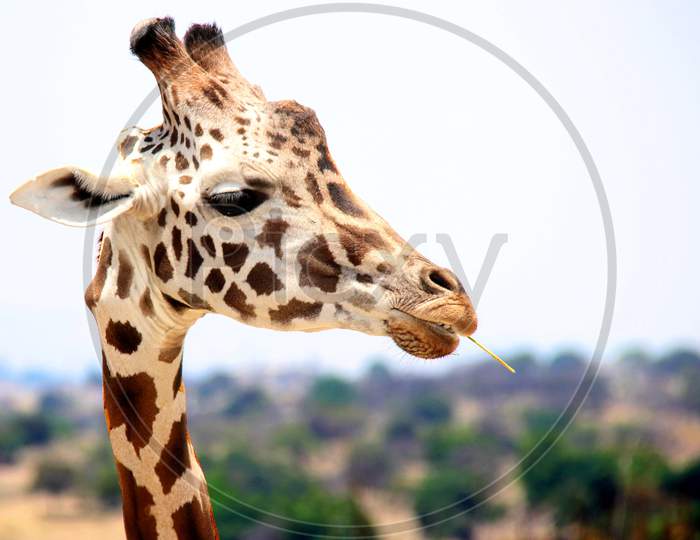 Close up view of Giraffe neck