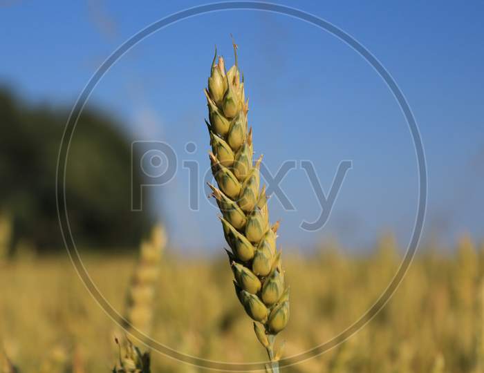 Wheat Closeup
