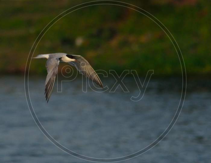 whiskired tern bird in flight