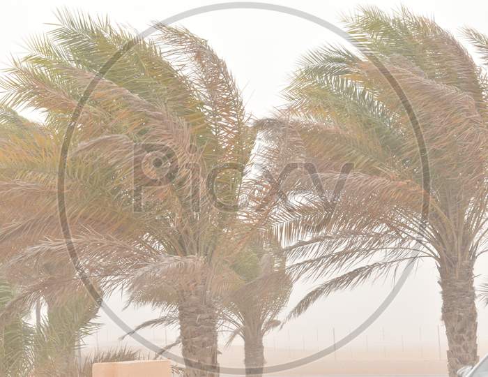 Palm Tree At The Hurricane, Blur Leaf Cause Windy And Heavy Rain
