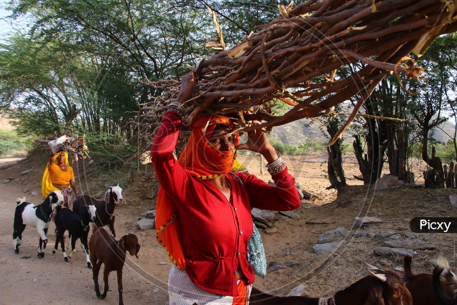 image-of-indian-women-carry-home-branches-and-twigs-to-use-as-fire-wood