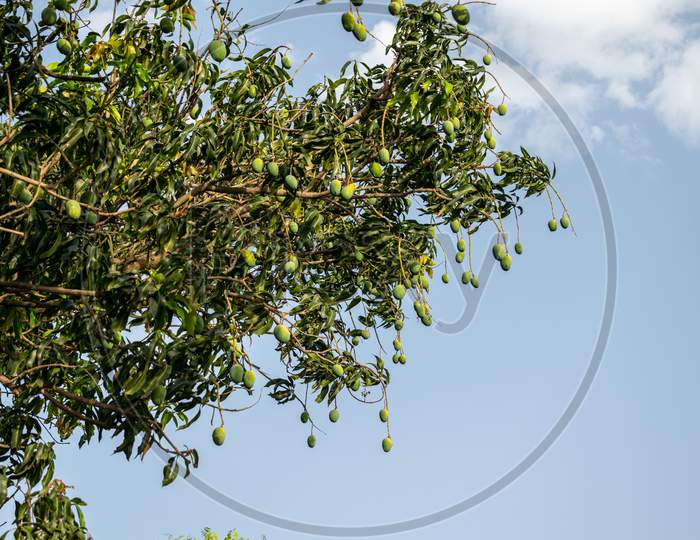 Fresh raw green mangoes hanging on a tree at an organic farm