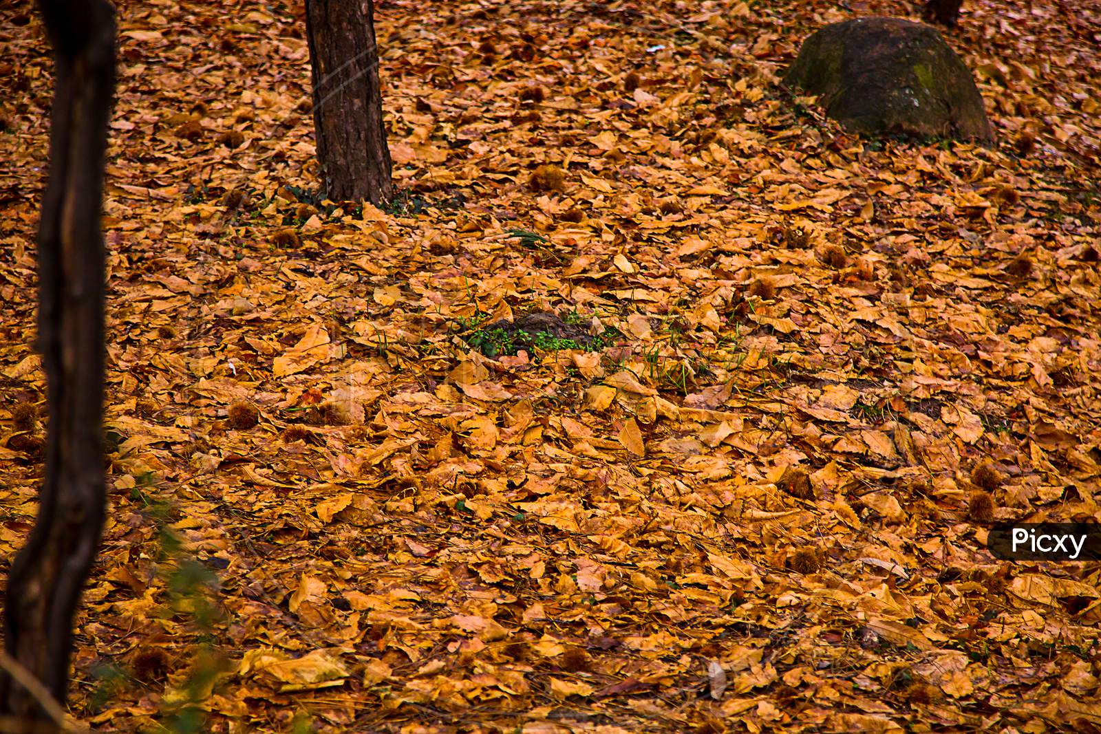 Fallen Autumn Leaves On The Ground, Background - Image