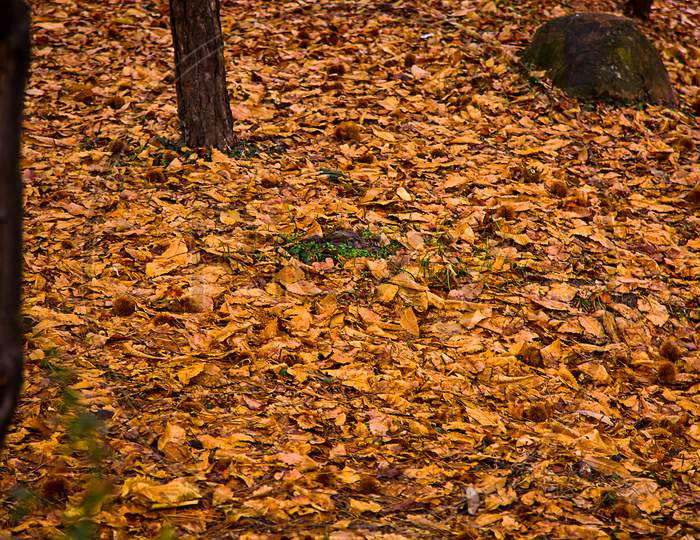 Fallen Autumn Leaves On The Ground, Background - Image