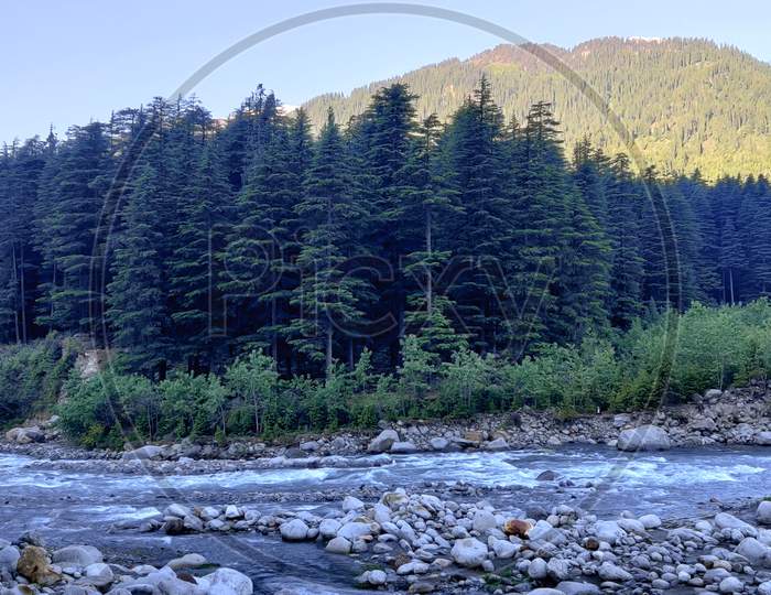 River Beas and pine tree forest