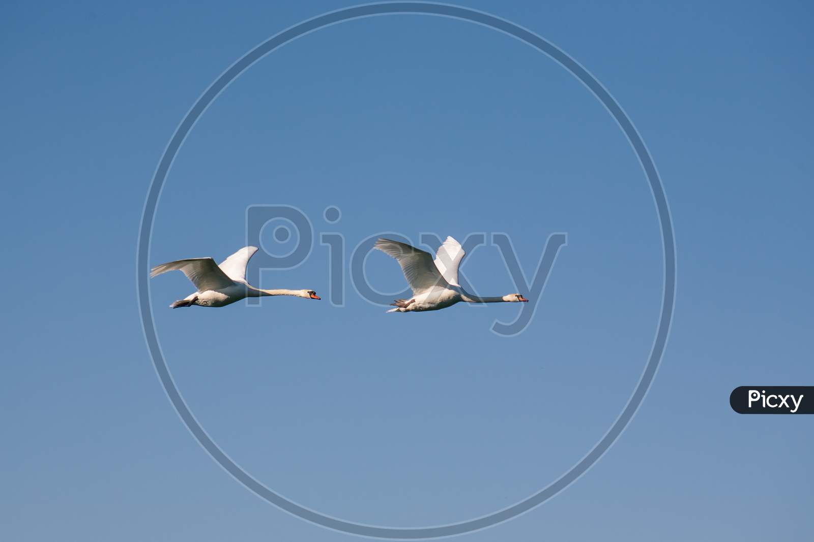 Two Swans In Flight