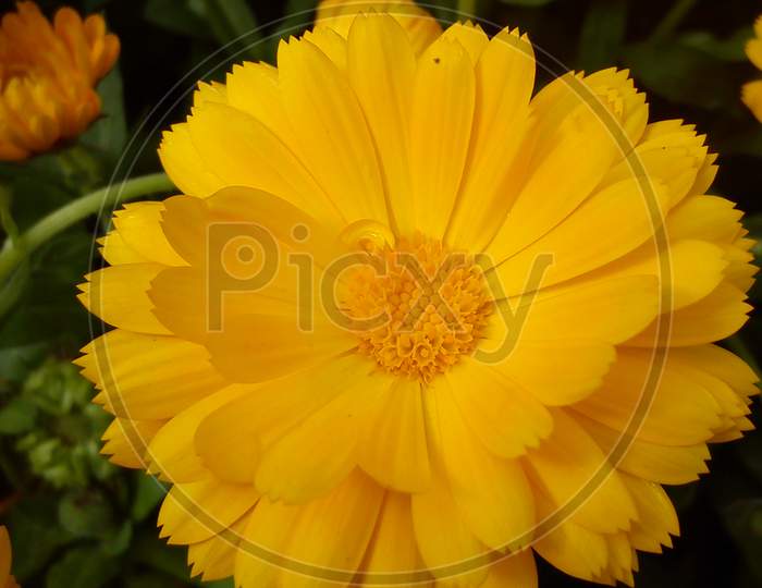Beautiful Yellow Calendula Flower