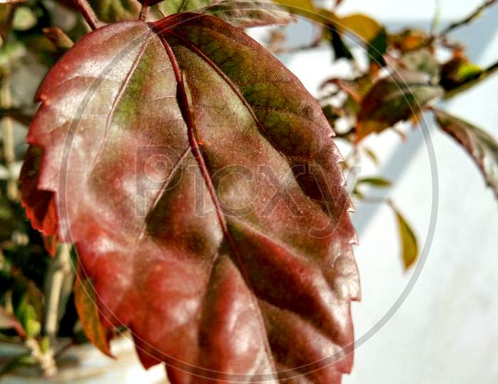 Vertical Closeup Shot Of A Red Leaf Of A Small Plant