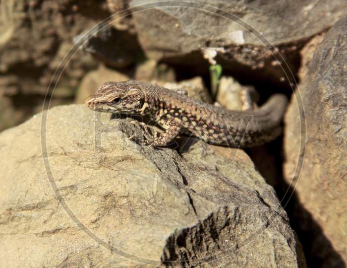 Common European Wall Lizard On Rock