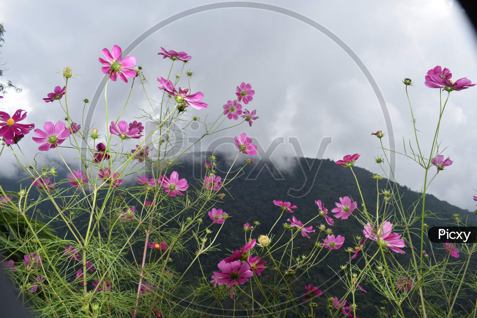 Branches Of Pink Wild Flowers Are Blooming In East Sikkim