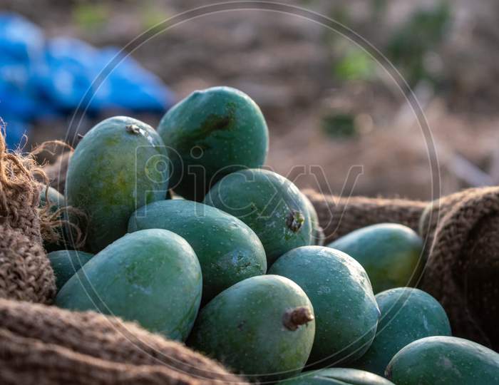 fresh raw green mangoes at a farm