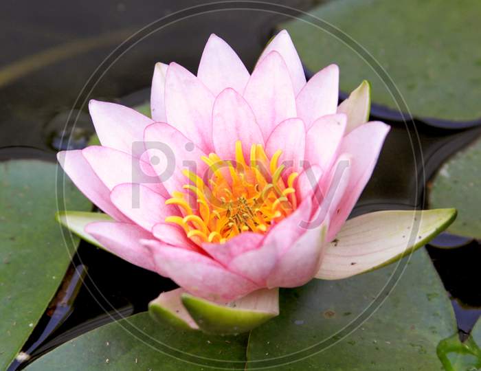 Pink Fabiola Water Lilly (Hardy)