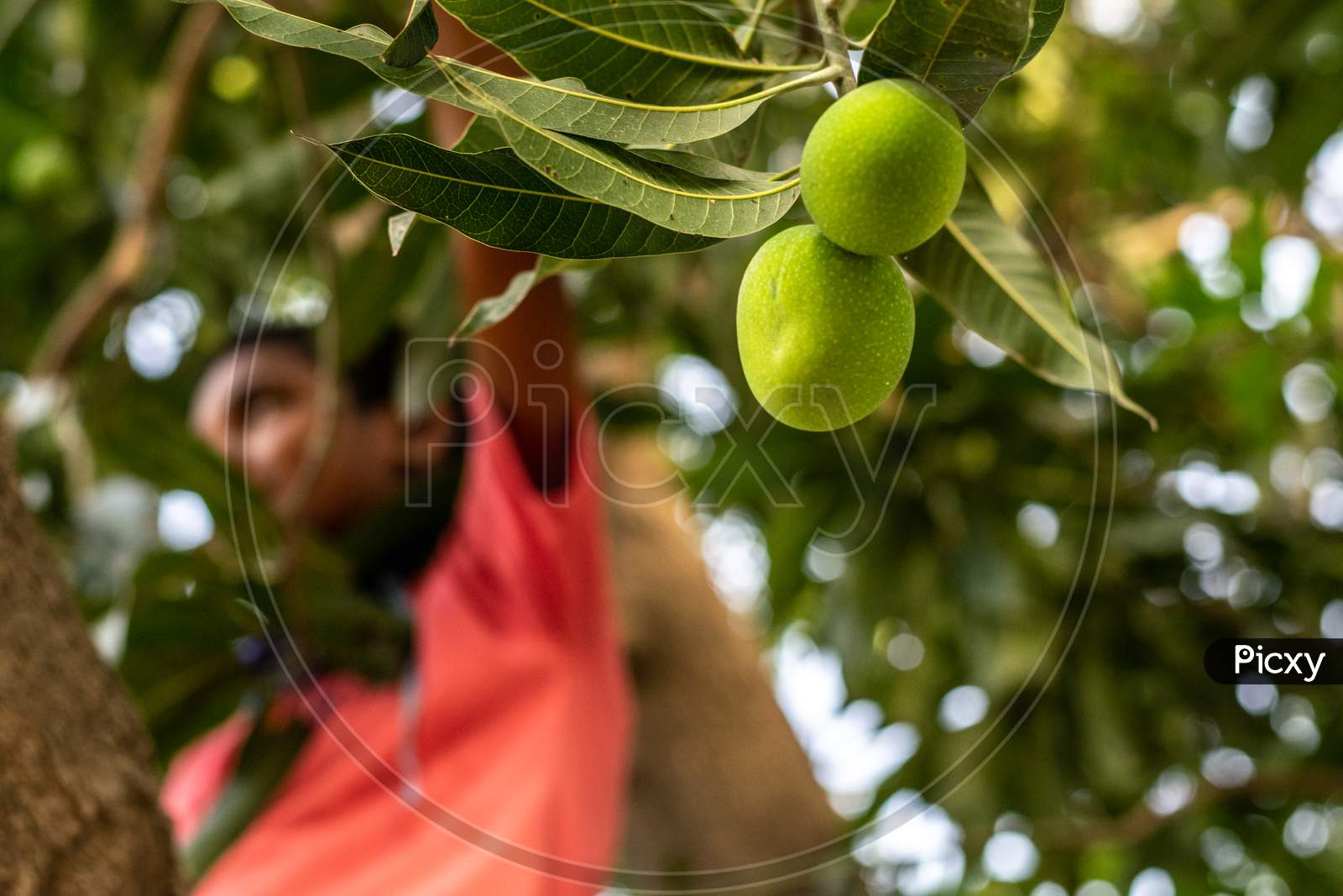 Fresh green raw mangoes hanging on a tree and a boy picking up mangoes in the background