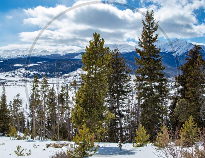 Tall Winter Trees In Majestic Colorado