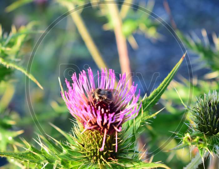 Closeup Of Bee Sitting On Wild Pink Flower