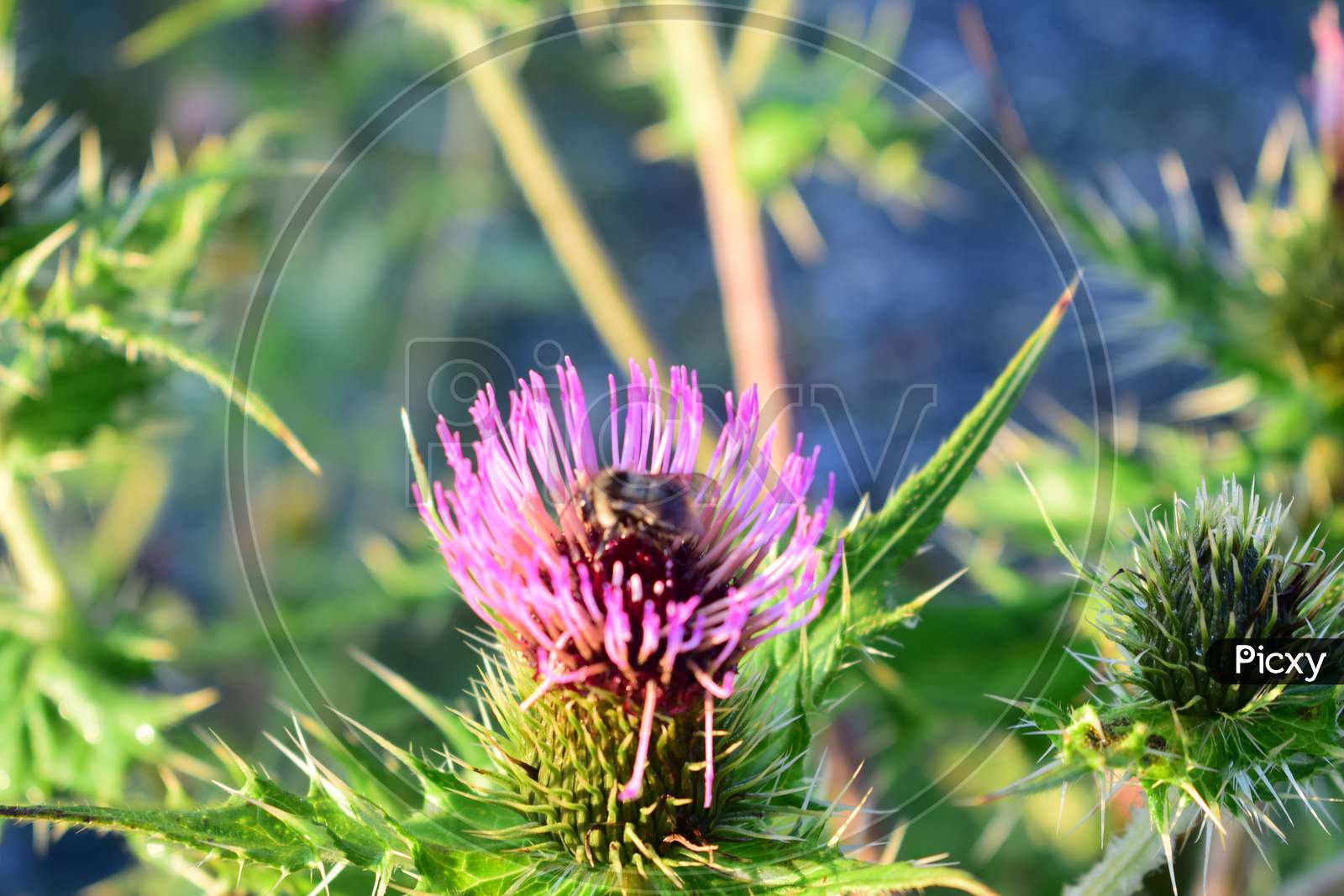 Closeup Of Bee Sitting On Wild Pink Flower