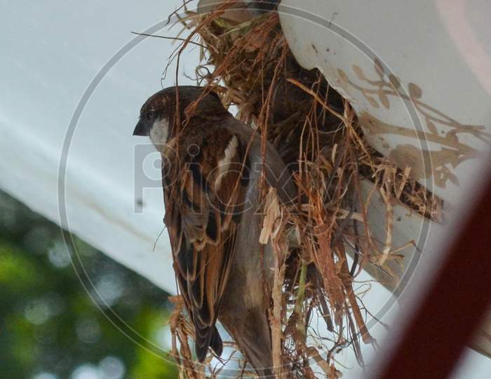 Bird it's nest