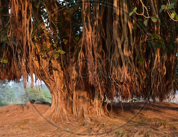 Closeup Of Large Banyan Tree With Roots