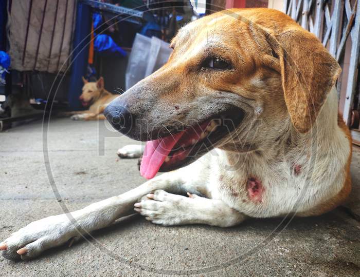 Injured Stray Dog / Street Dog Relaxing On Main Market / Bazaar In Chennai, Tamilnadu, India. Stray Dog On Sick And Sleeping On Indian Street.