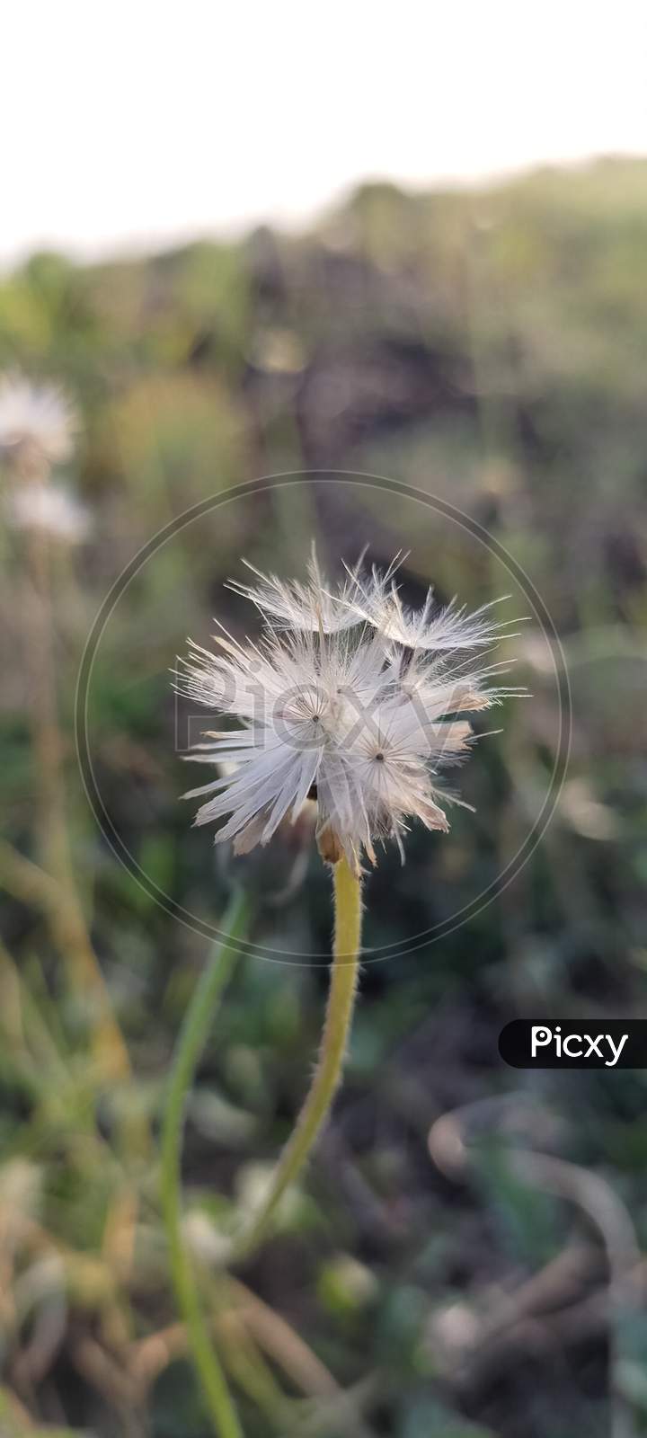 Dandelion flower photography