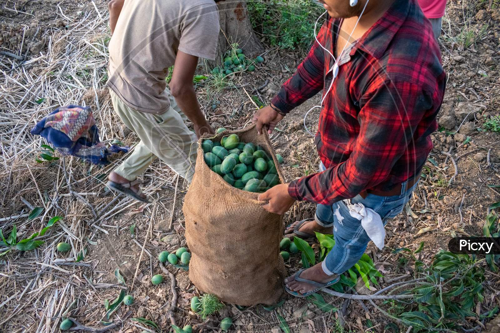 Packaging of fresh green raw mangoes in a jute bag at a farm