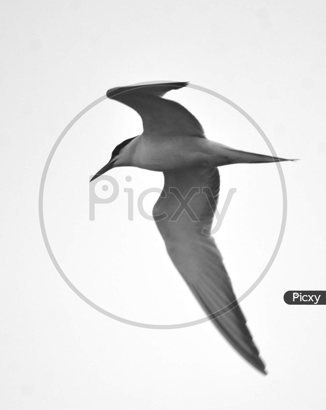 whiskered tern bird in fly