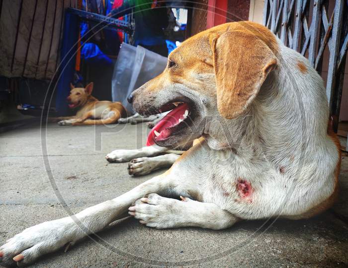 Injured Stray Dog / Street Dog Relaxing On Main Market / Bazaar In Chennai, Tamilnadu, India. Stray Dog On Sick And Sleeping On Indian Street.