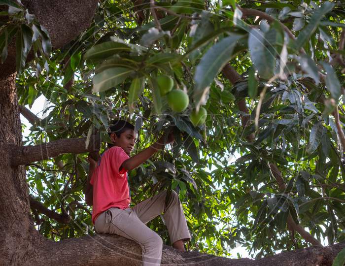 A boy on the tree picks fresh raw green mangoes at an organic farm