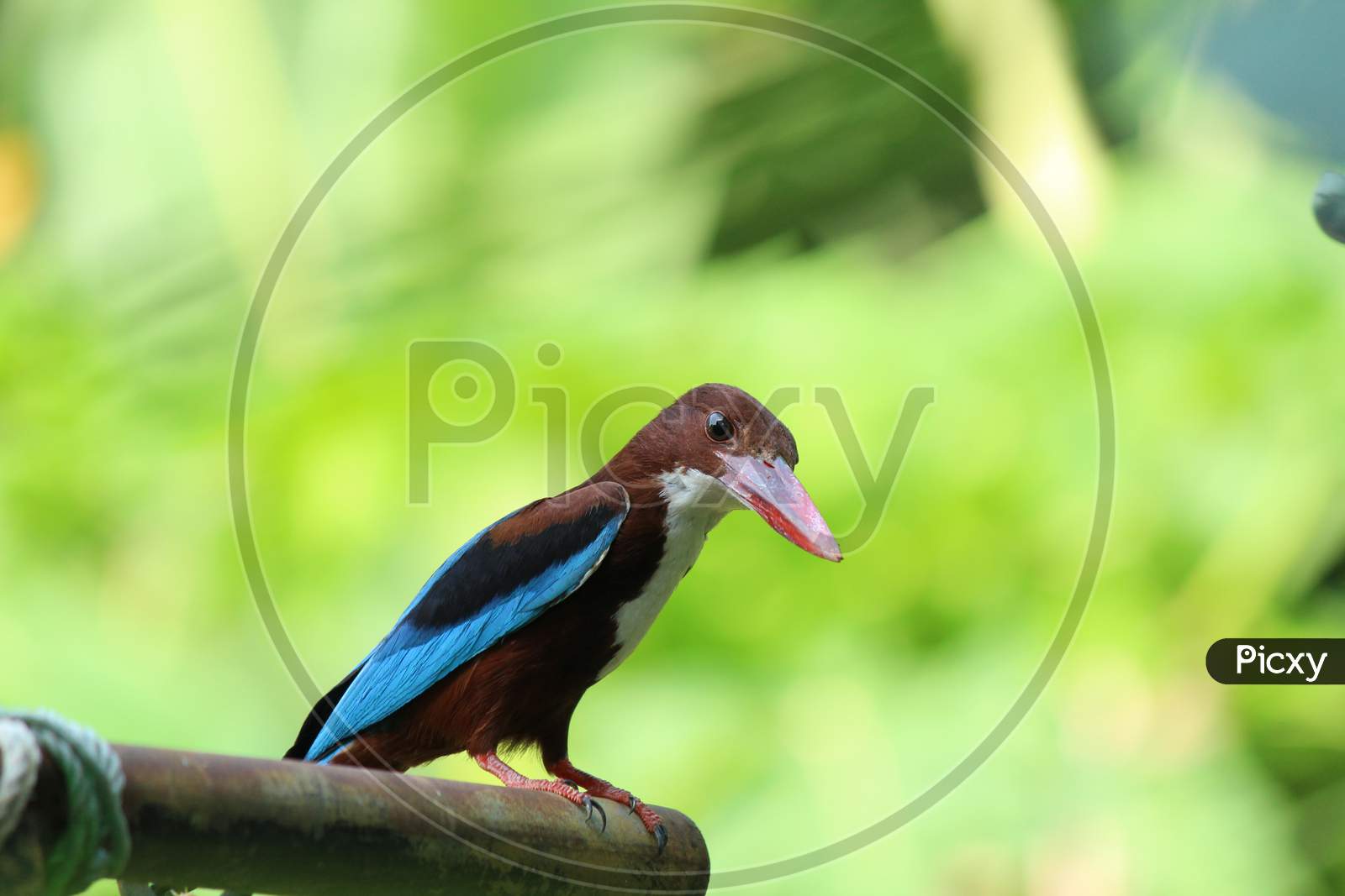 White Throated Kingfisher On The Metal Stand.