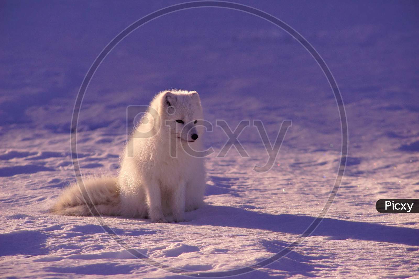 Furry white polar bear seated on ice land during winter weather