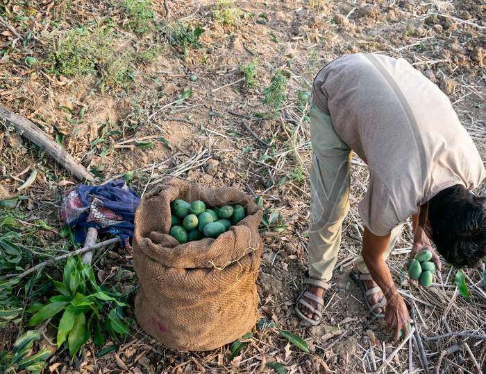 A man Collects fresh raw mangoes and packs in jute bags after picking mangoes from a garden