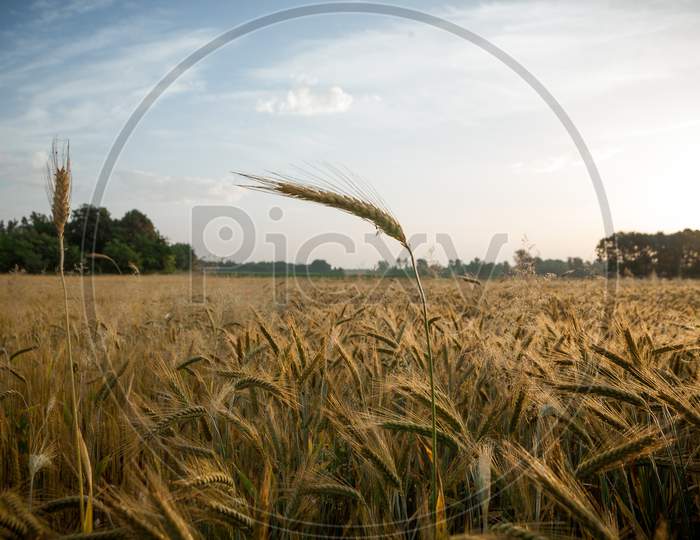 Wheat Field In The Early Morning