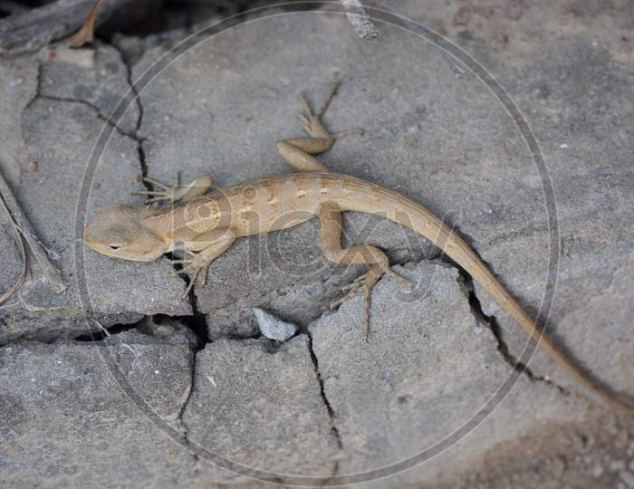 Top Shot Of Small Indian Ground Lizard (Girgit) With Cemented Background.
