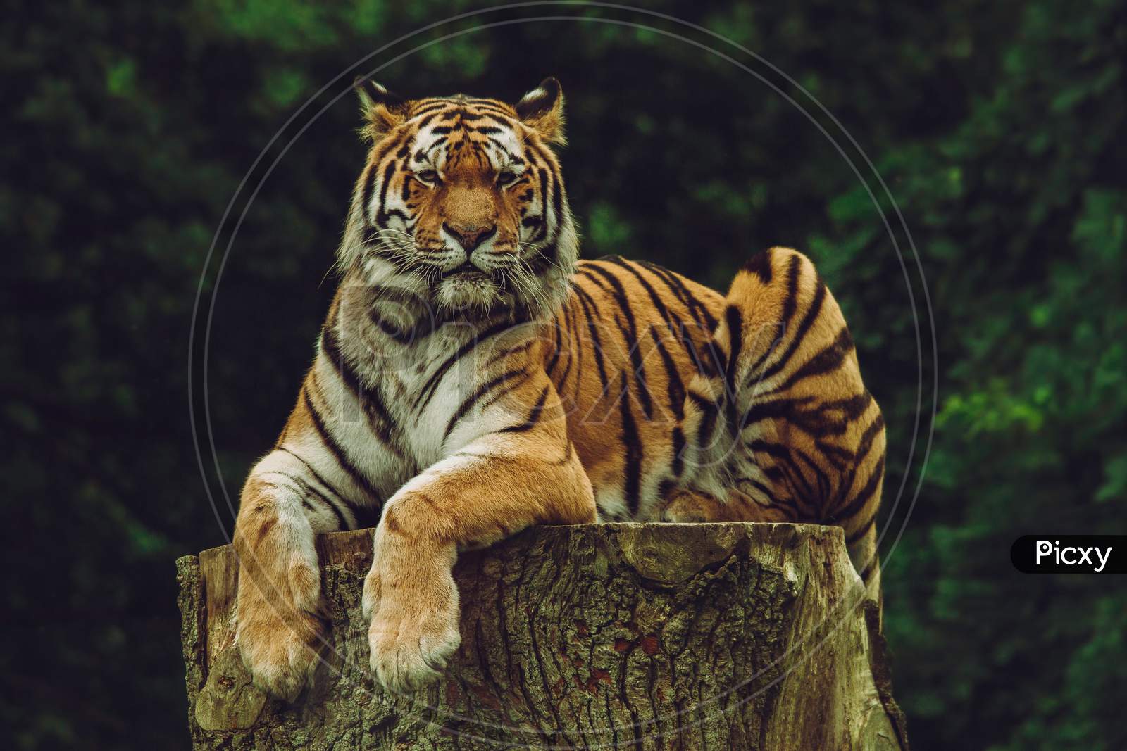 African tiger seated in the jungle with staring eyes
