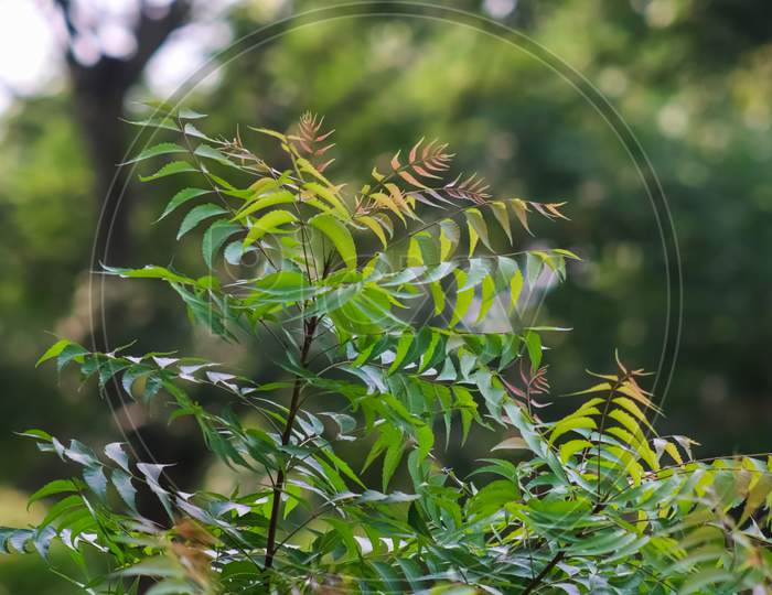 Green neem leaves in the forest