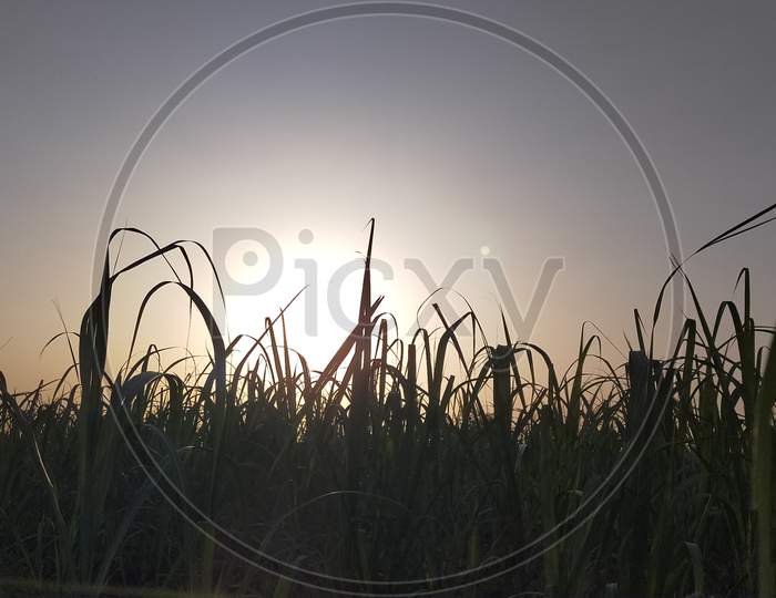 The Beautiful picture of sunrise at farm
