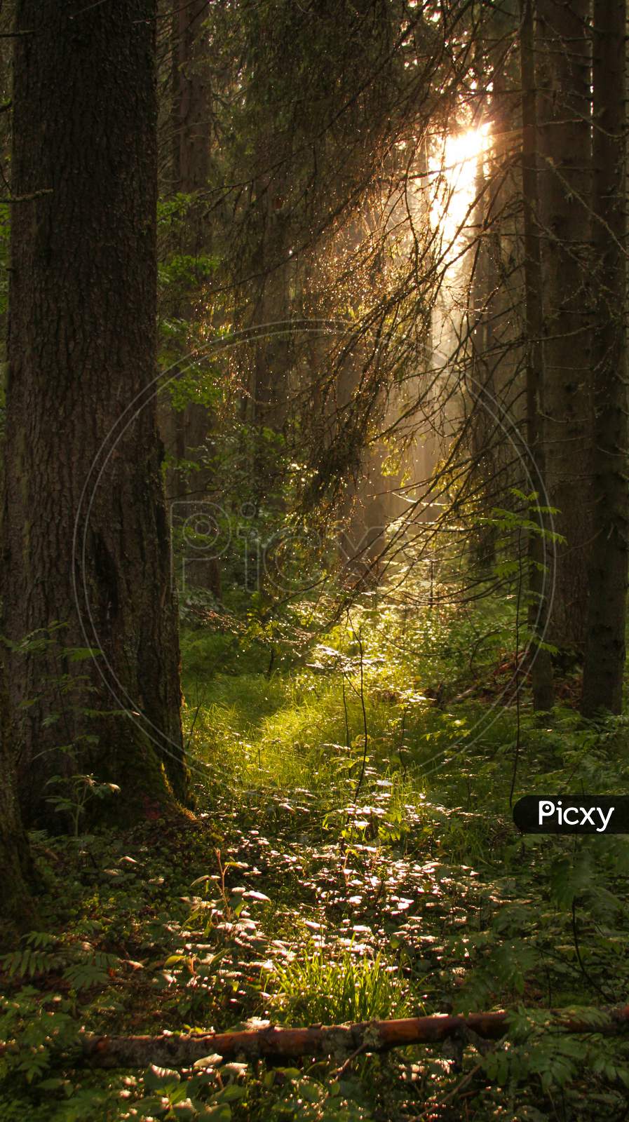 Light In Forest Trees In Apuseni Mountains Romania