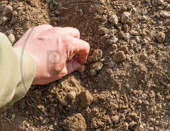 Man'S Hand In Gloves. Planting A Garden