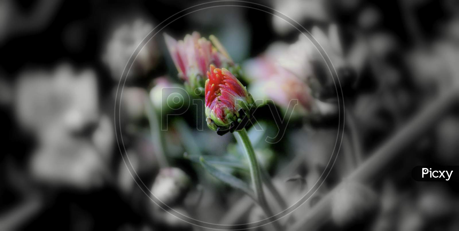 A Selective Focus Shot Of Beautiful Red Garden Roses With Blurred Background
